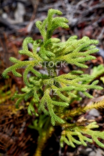 Staghorn clubmoss - Small tree like plant native to New Zealand and other places - Palhinhaea / Lycopodiella cernua - Mount Parihaka Reserve, Whangarei