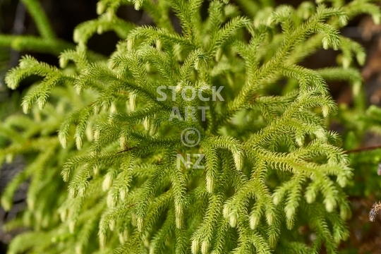 Staghorn clubmoss plant - Small plant native in New Zealand and other places - Palhinhaea / Lycopodiella cernua