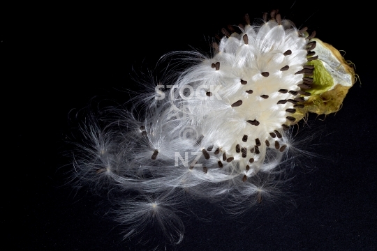 Swan plant - still life - Macro photo of pod with fluffy seeds spilling out