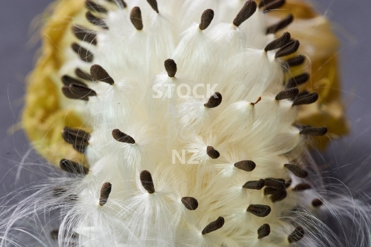 Swan plant pod with fluffy seeds 