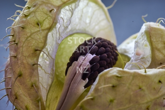 Swan plant pod with seeds 