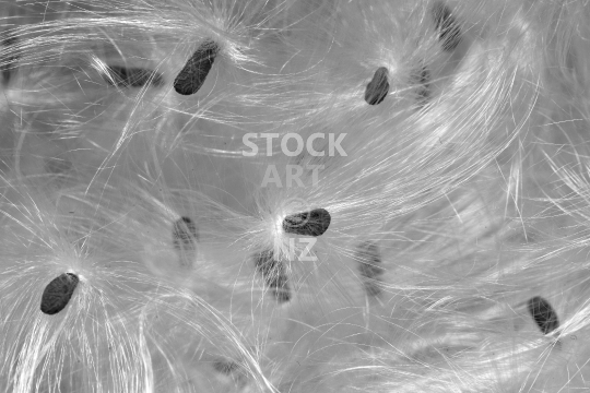 Swan plant seeds - macro photo - Detail of the silky and fluffy white seed heads - black & white