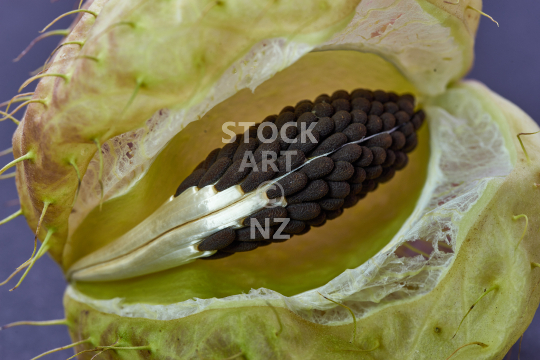 Swanplant pod with seeds  - Macro photo - non native plant, feeding Monarch butterflies