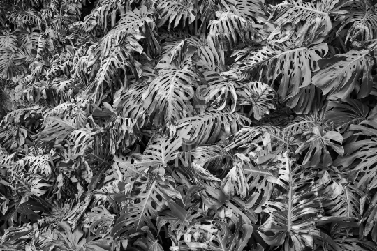 Swiss Cheese plants in black & white - Monstera Deliciosa, photographed in Whangarei, New Zealand                               