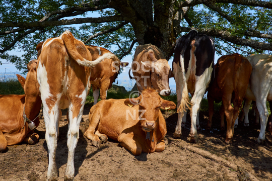 Swiss cows