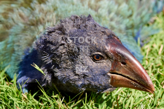 Takahe closeup