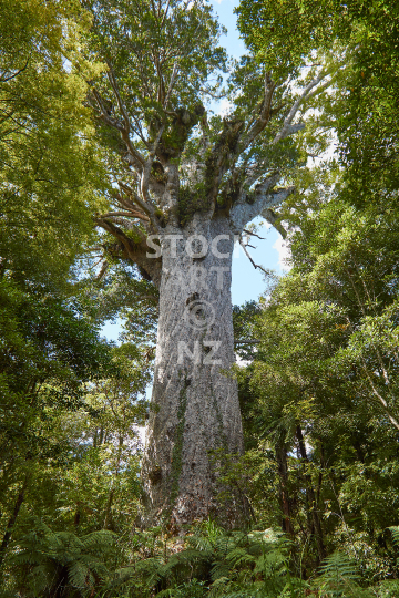 Tane Mahuta - New Zealands tallest Kauri tree in Waipoua Forest, Northland
