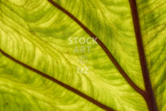 Taro leaf in sunshine - Artistic closeup of a Polynesian Taro plant with backlight
