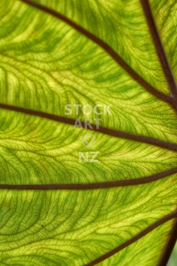 Taro leaf with backlight - Abstract and artistic closeup of a patterned taro plant leaf with veins and vibrant green colour