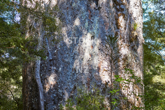 Te Matua Ngahere closeup