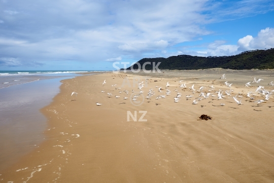 Terns on Ripiro Beach near Pouto Point  - Birds flying on the endless beach, Pouto Peninsula, Northland, NZ
