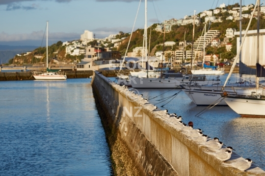 Terns resting in Wellington harbour - Peaceful seabirds on a marina pier