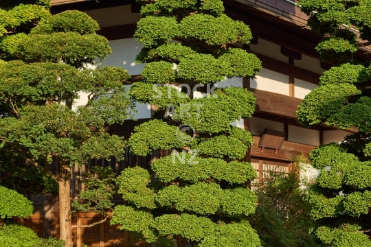 Three wonderfully cultivated cypress trees in a Japanese temple garden - Along the Higashiyama Walking Course in Takayama, Japan
