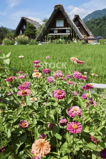 Traditional Gassho houses - With summer flowers in the Unesco protected village of Shirakawa-go, Gifu Prefecture, Japan