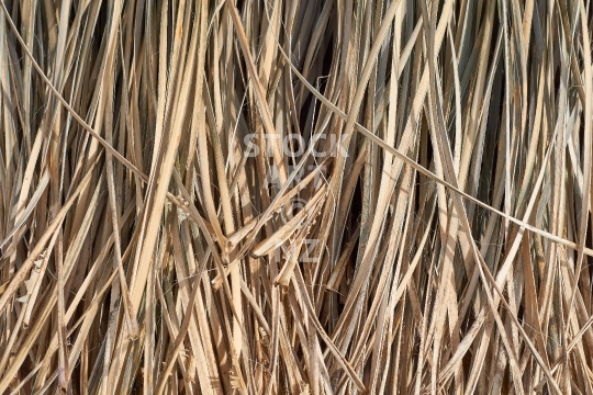 Traditional New Zealand weaving resource: kiekie leaves  - Closeup of natural strands after processing - kiekie is a native NZ bush plant, Freycinetia banksii, related to pandanus