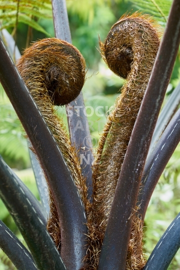 Tree fern heart - Black mamaku tree fern fronds coming together in the shape of a romantic heart