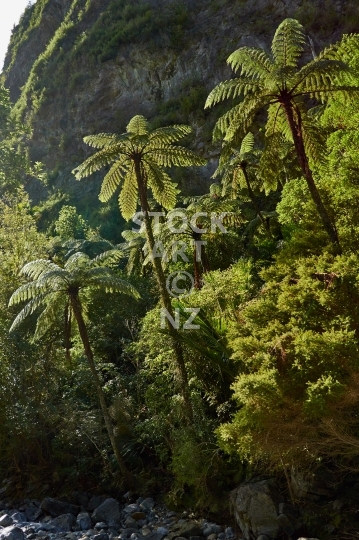 Tree ferns in Dry Creek Valley - Takaka, Golden Bay, NZ - Black Mamaku tree ferns along the river near Rawhiti Cave