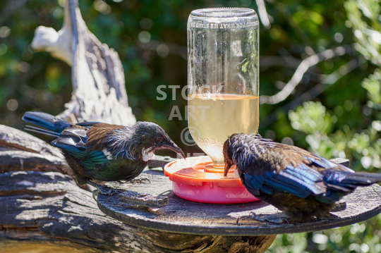Tui feeding station - Sugar water for tui birds on Tiritiri Matangi Island