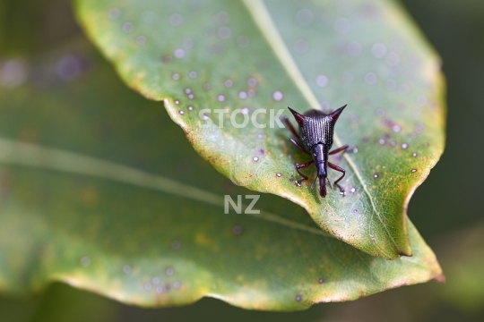 Two-spined weevil - Nyxetes bidens - Also papapa ihu or thorny weevil - endemic to New Zealand and with those _qt_dangerous_qt_ spikes one of the cutest bugs around!