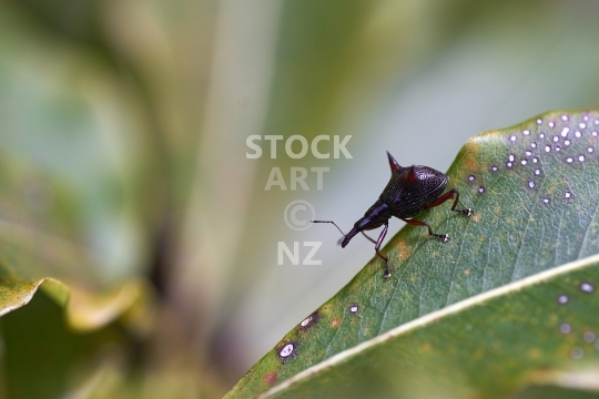 Two-spined weevil - Nyxetes bidens, also papapa ihu or thorny weevil - endemic bug from New Zealand on a lemonwood leaf