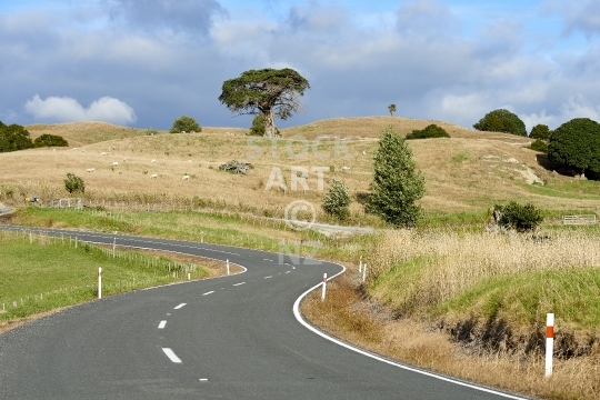 Typical New Zealand country road - Typical New Zealand country road winding through beautiful farmland - Kaipara, Northland                               