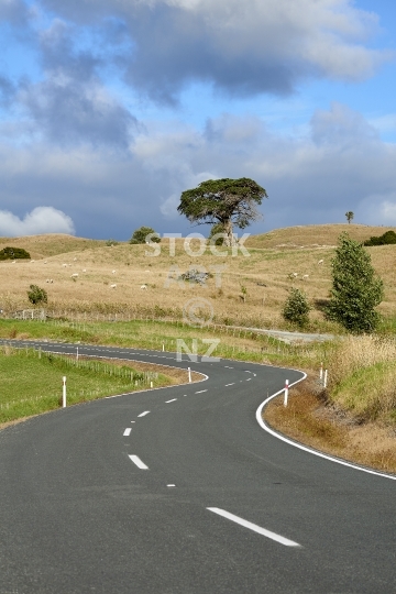 Typical New Zealand country road