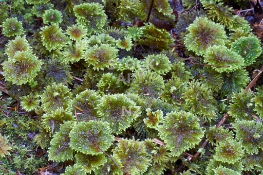 Umbrella moss  - Gorgeous wet moss on the bush floor, probably a Mniodendron, in Pukenui Forest, Whangarei, Northland, NZ