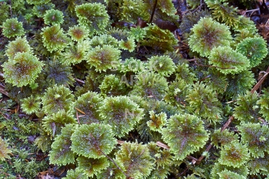 Umbrella moss 