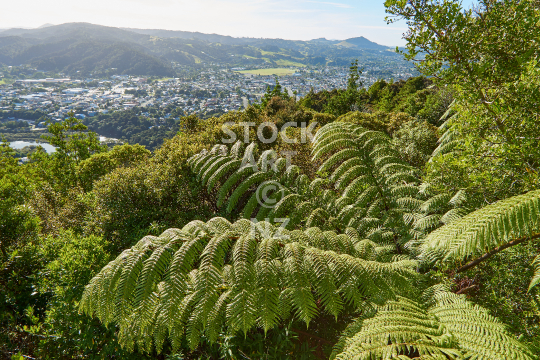 View from Mount Parihaka lookout over Kensington - Whangarei, NZ - Panorama viewpoint at 241 metres altitude, viewing towards the Western Hills