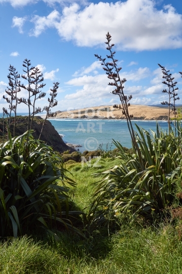 View from South Head to the Hokianga sand dunes