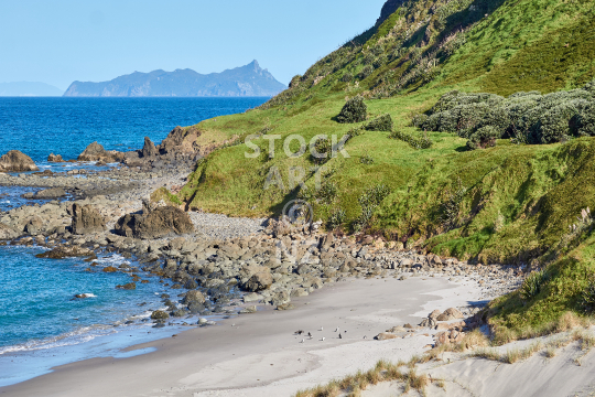 View to Hen and Chicken Islands from Ocean Beach - Whangarei Heads, Northland NZ