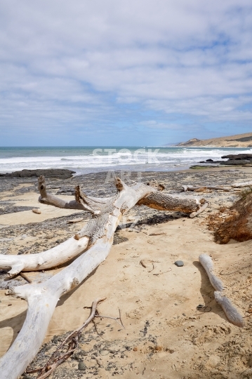 Waimamaku Beach with driftwood - Hokianga, Northland, New Zealand