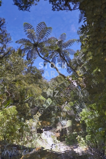 Waiotemarama Falls - Hokianga, Northland NZ - Reflection of a black mamaku tree fern mirroring itself in the flowing river