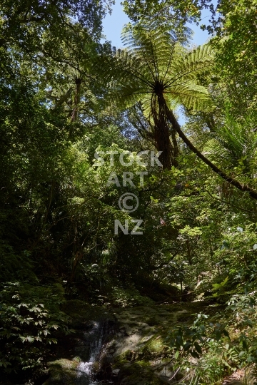 Waiotemarama Falls with native bush and river - Hokianga, Northland NZ