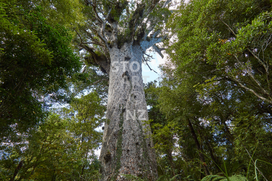 Waipoua Forest in Northland with Tane Mahuta