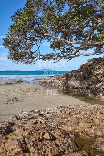 Waipu Cove river with pohutukawa tree - Northland, New Zealand