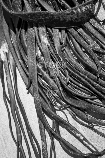 Washed up kelp chaos - Black & white photo of beautiful and abstract bull kelp branches glistening on a beach in New Zealand
