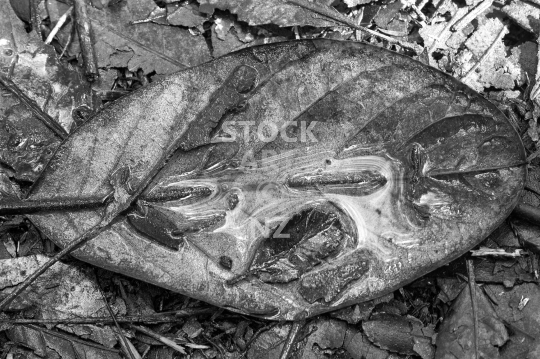 Wet leaf on a New Zealand forest floor