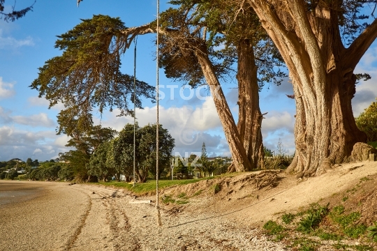 Whakapirau beach in the Kaipara, Northland, NZ