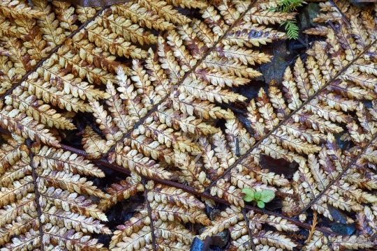 Wheki leaf - Closeup of a dead and discoloured wheki tree fern frond on the forest floor