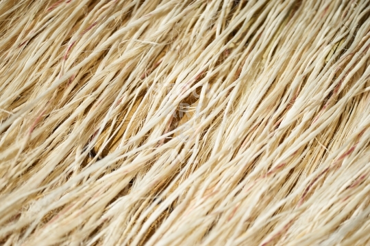 White muka fibre - flax weaving material - Closeup of raw shiny extracted flax fibres