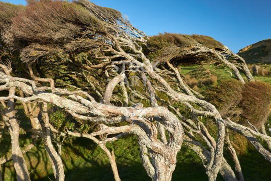 Windswept coastal manuka trees in New Zealand - Horizontal windbent tea trees 