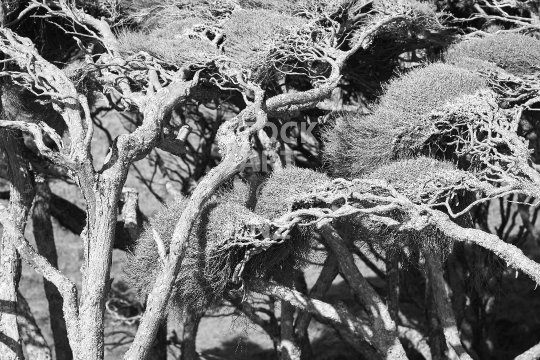 Windswept tea trees in New Zealand - Black & white photo of gnarly old native bush